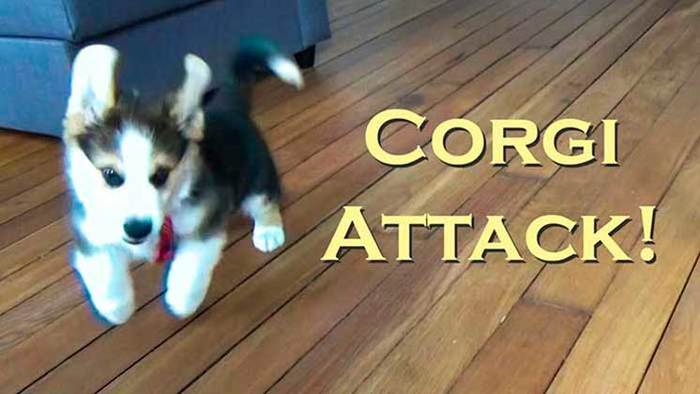 Corgi videos - My, Corgi, Welsh corgi pembroke