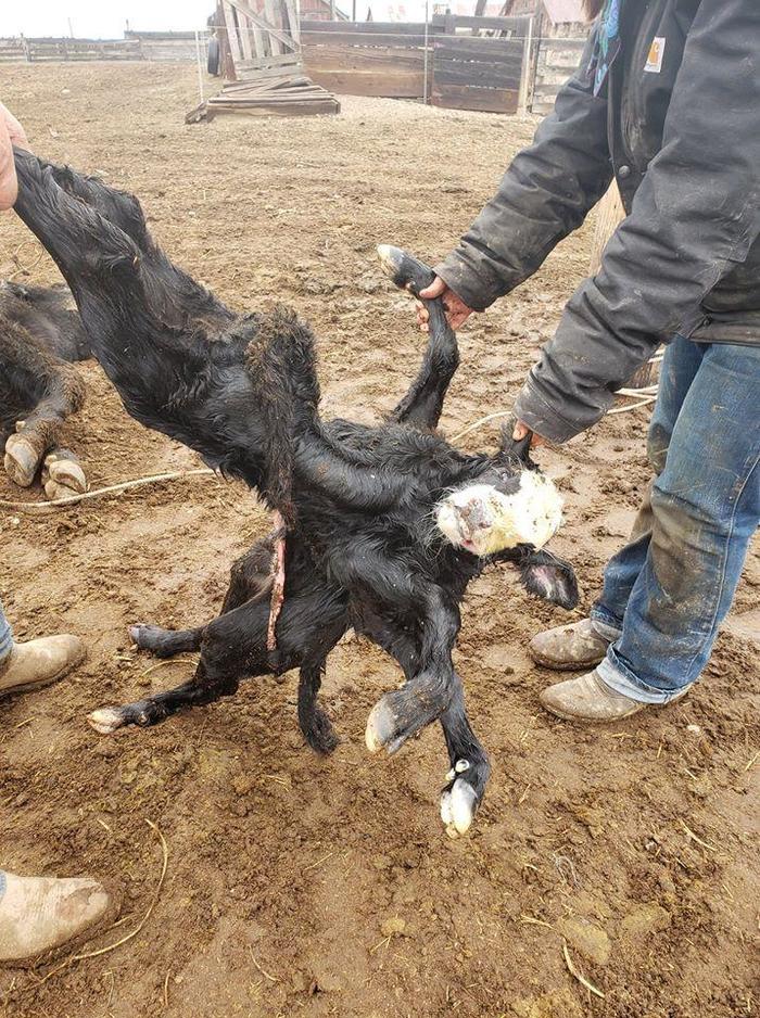 Мутация у коров зрелище не самое приятное | Пикабу