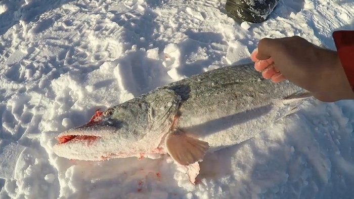 Pike 3800 on the Ob Sea. Winter Fishing in Spirino - Fishing, Obskoye, Pike, Ob, Hobby, Relaxation, Video