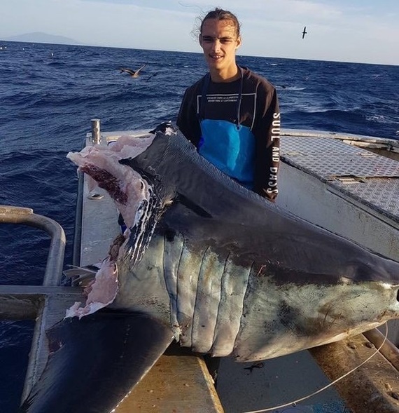 This shark was eaten by something huge while reeling in, one head weighed 100 kg - Reddit, Shark, Fishing, Australia