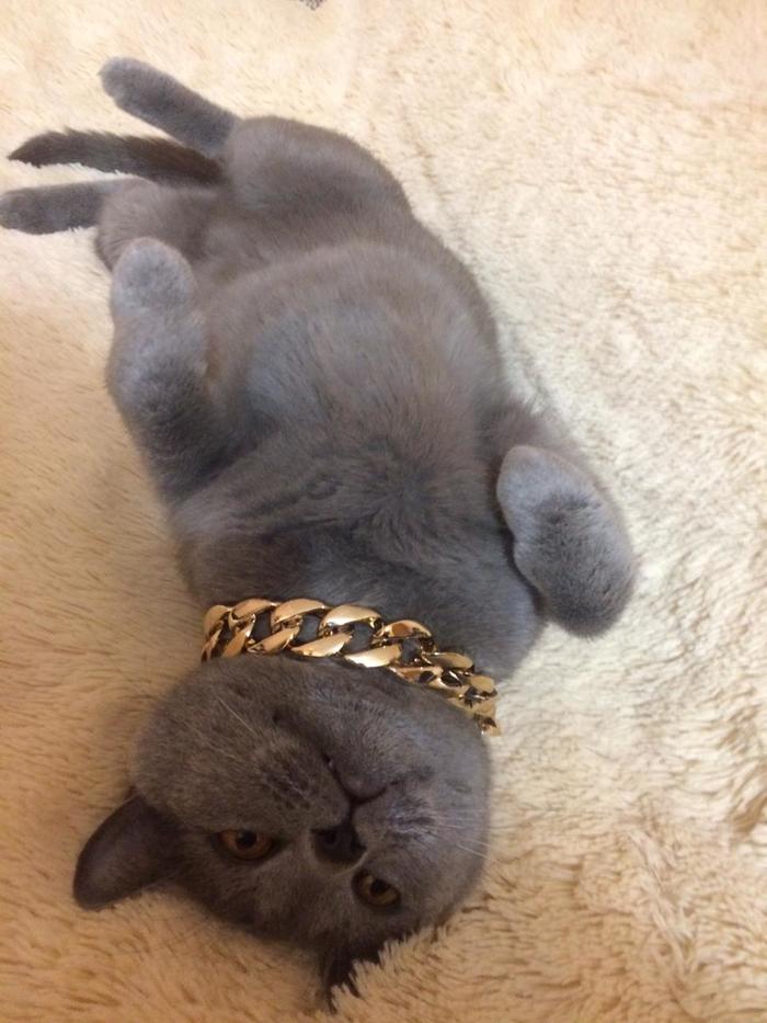 Posing - My, cat, Gold Chain, Pets