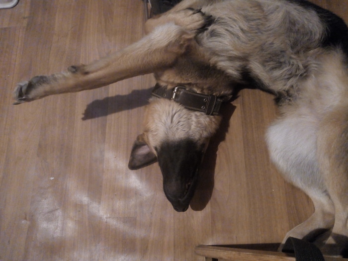 Very comfortably - My, German Shepherd, Dog, Dream