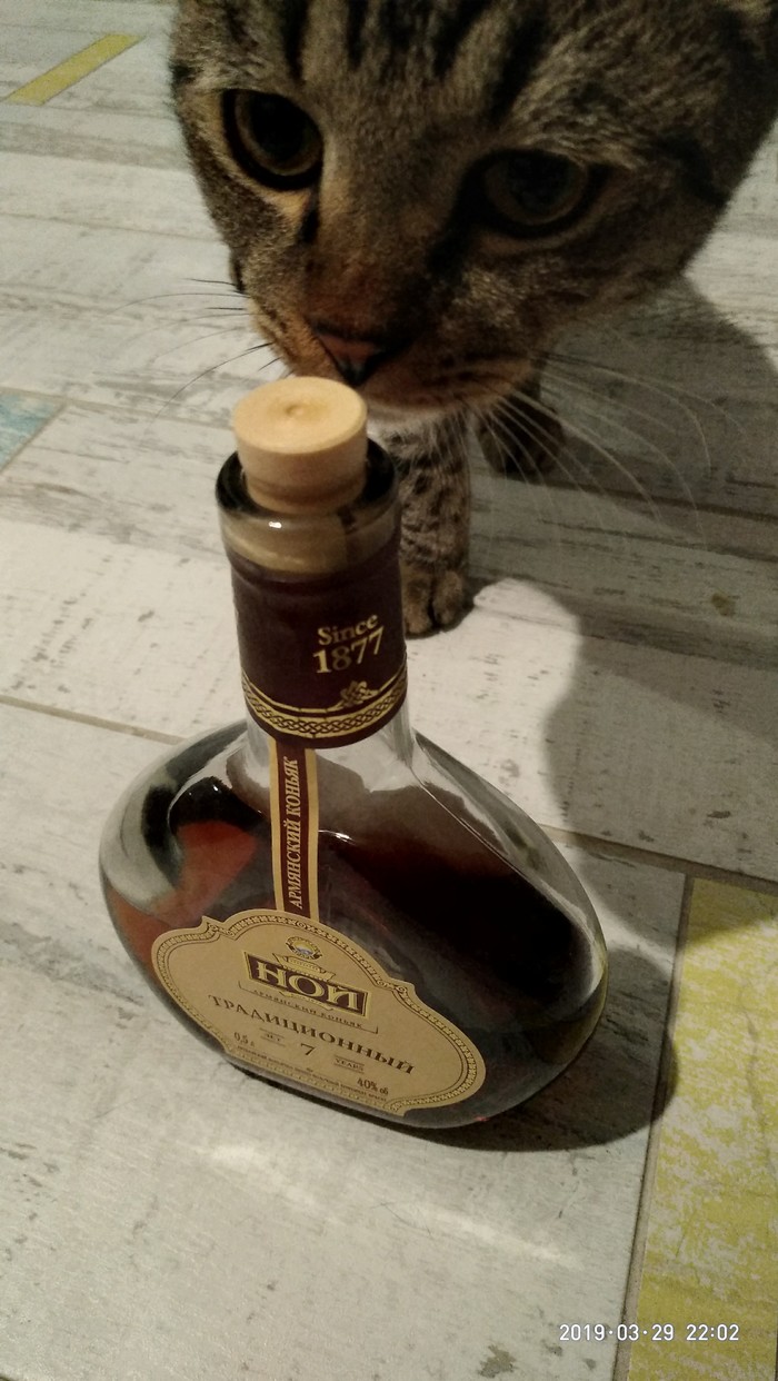 Friday cat - cat, Cognac