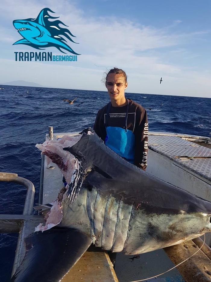 Mako shark eaten by something huge. - The photo, Shark, , Fishing, Head, Sea