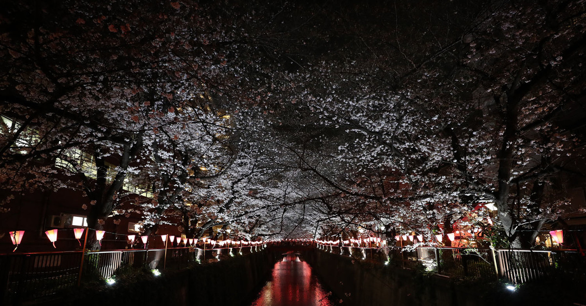 Night blossom. Токио Мэгуро. Япония Токио Сакура. Япония Токио Сакура ночь. Вечерняя Япония.