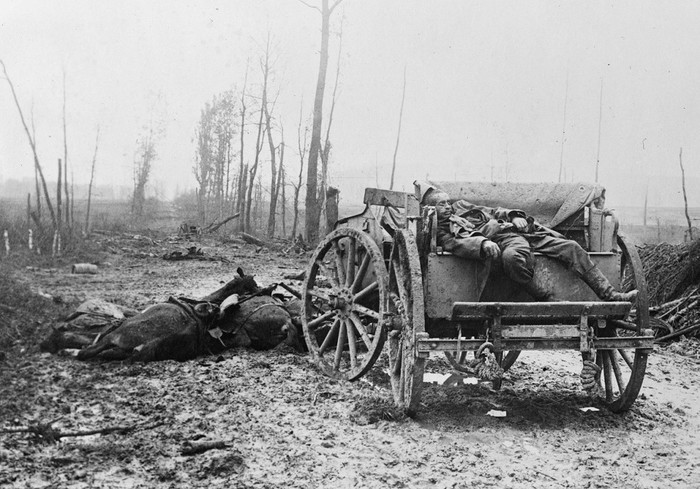 Deceased German artilleryman and draft horses, circa 1918. - World War I, Horses, Historical photo, Animals