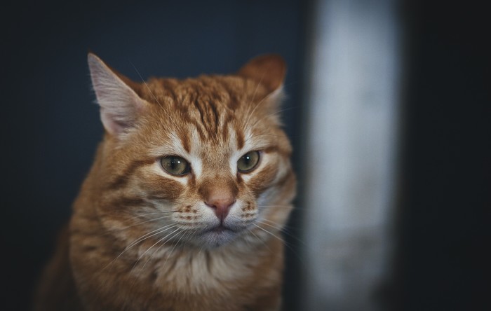 Cat portrait - My, cat, Redheads, The photo, Portrait, Pets