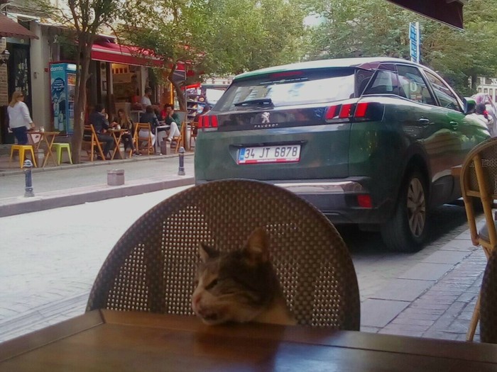 Philokot - My, cat, Cafe, The photo, The street, Companion, Pets