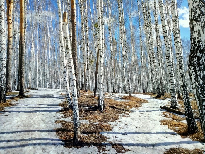 pre-april day - My, Spring, , Nature, The photo, Telephone