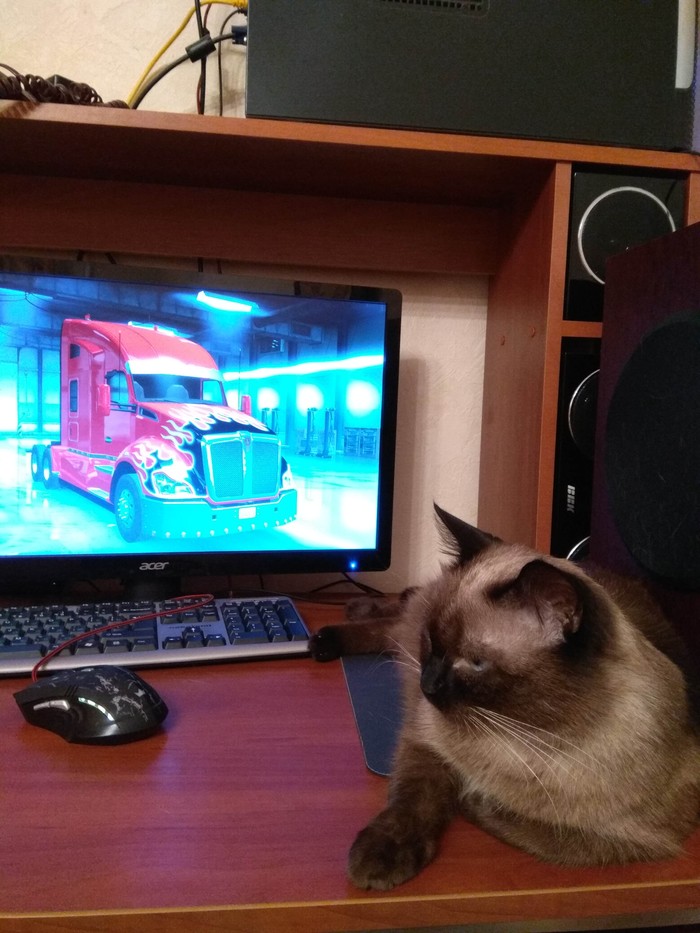 Waiting for a ride in ETS2 and ATS))) - My, Ets, Game humor, cat, Siamese cat, Longpost, Fasting April 1, 2019