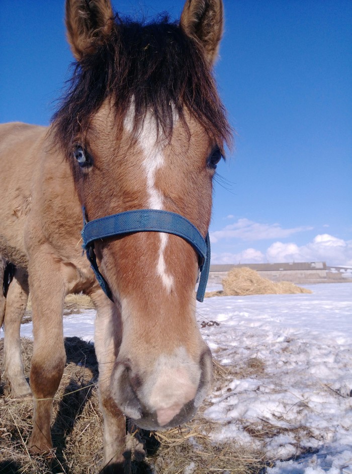 Heterochromia - Horses, My, Heterochromia