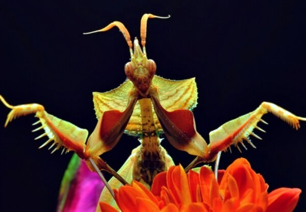 Damn flower: when the king is actually a demon! - My, Insects, Animals, Nature, wildlife, Jungle, In the animal world, Longpost, Mantis