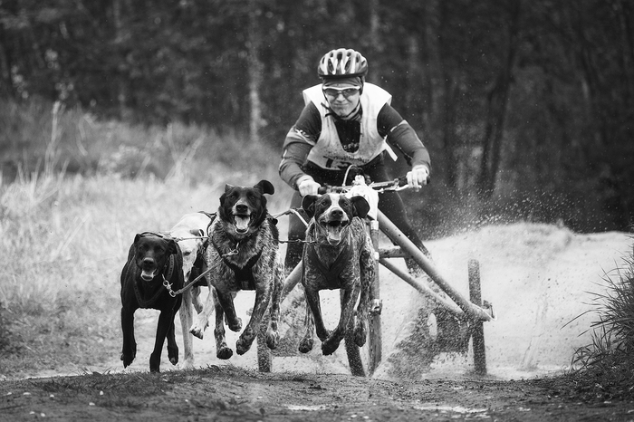 Fast Dogs (Part 2) - My, Dog, Riding sports, The photo, Longpost, Pets