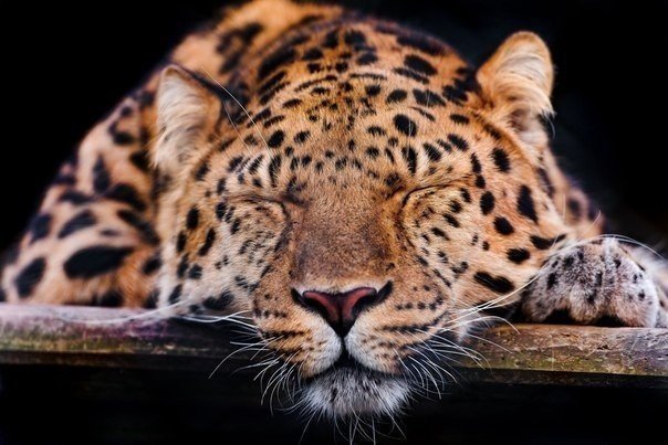 Well, five more minutes... - Leopard, Milota, cat, Wild animals, Dream, Morning, Fasting April 1, 2019