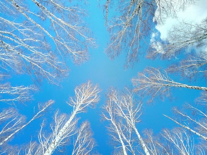 blue skies - My, Spring, , Grove, Nature