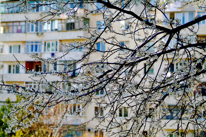 Spring in the city - My, The photo, Nature, Town, Spring, Flowers, Gelendzhik