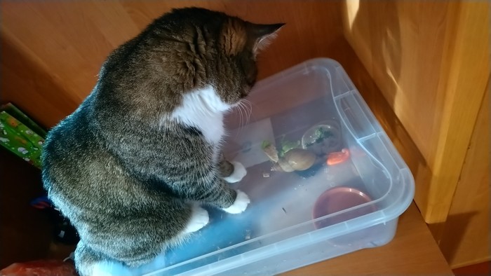 Under supervision - cat, Snail, Pets, Milota