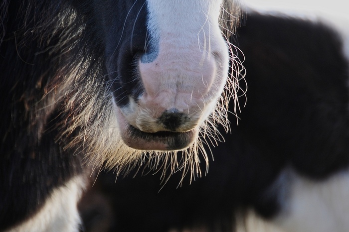 Нет борьбе с усиками)