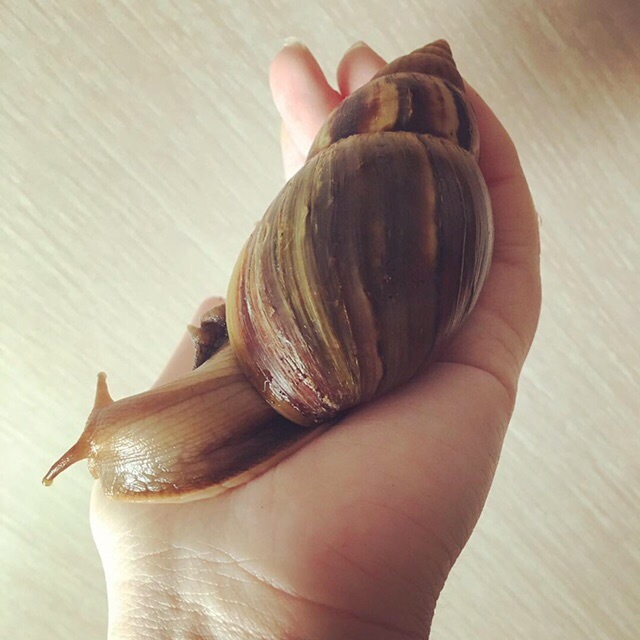 About pets. My snails. long post - My, Pet, Snail, Longpost, Pets