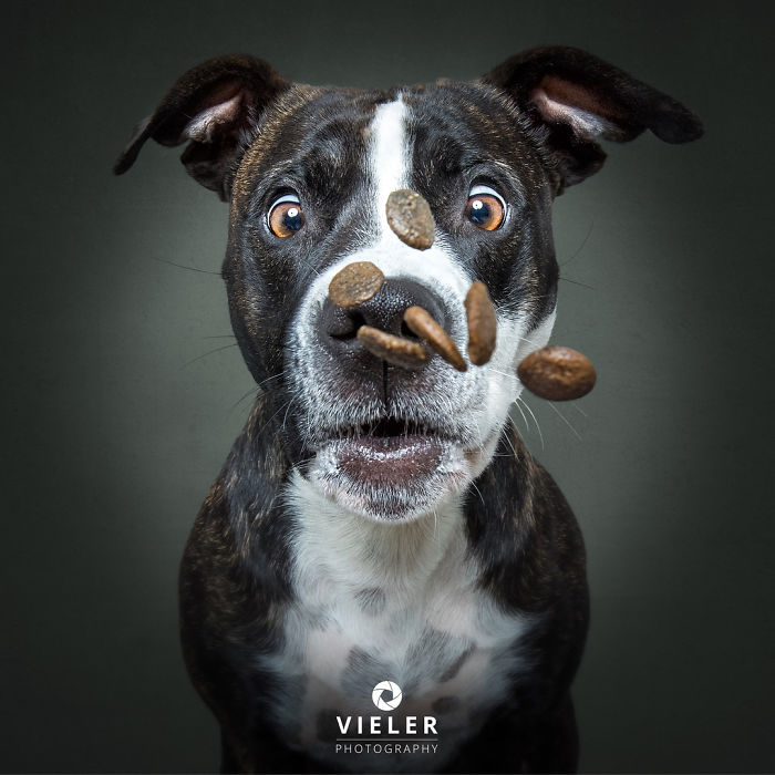 A good boy catches a treat) - The photo, Dog, PHOTOSESSION, Portrait, Longpost, Pets