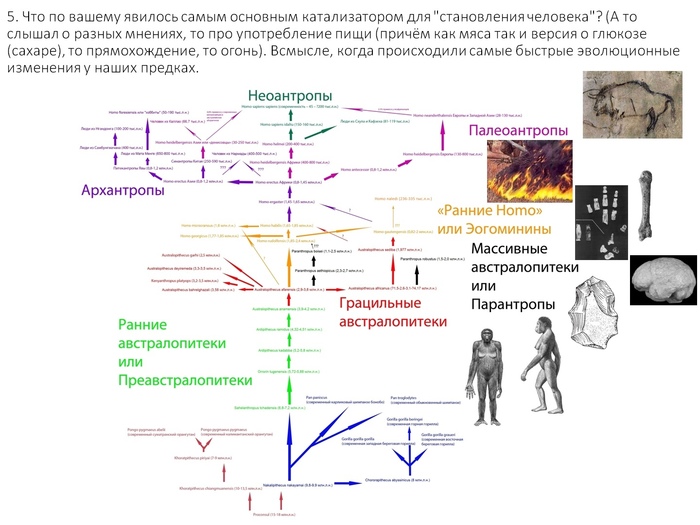 Схема эволюции человека