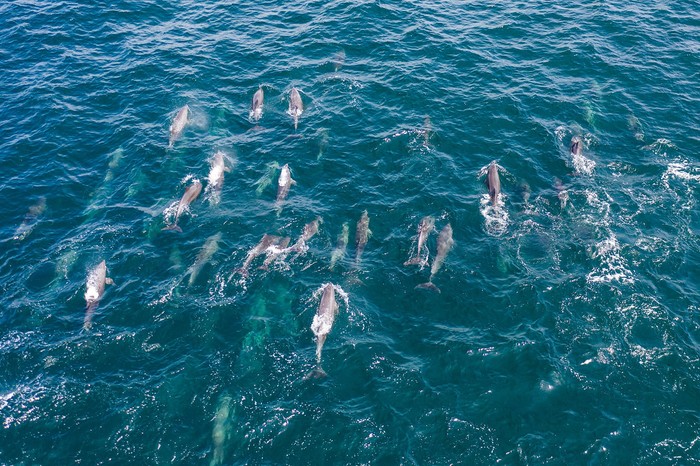 Dolphins - My, Dolphin, Animals, Sea, Ocean, Drone, Quadcopter, Oman