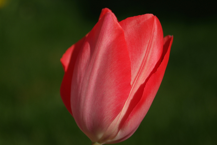 Tulip time - My, The photo, Nature, Spring, Flowers, Tulips, Gelendzhik