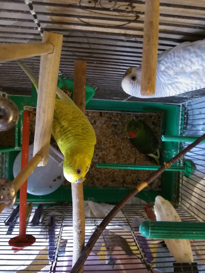 Parrots (part 1) - My, Budgies, Breeding, Eggs, Longpost, A parrot, Birds, Pets