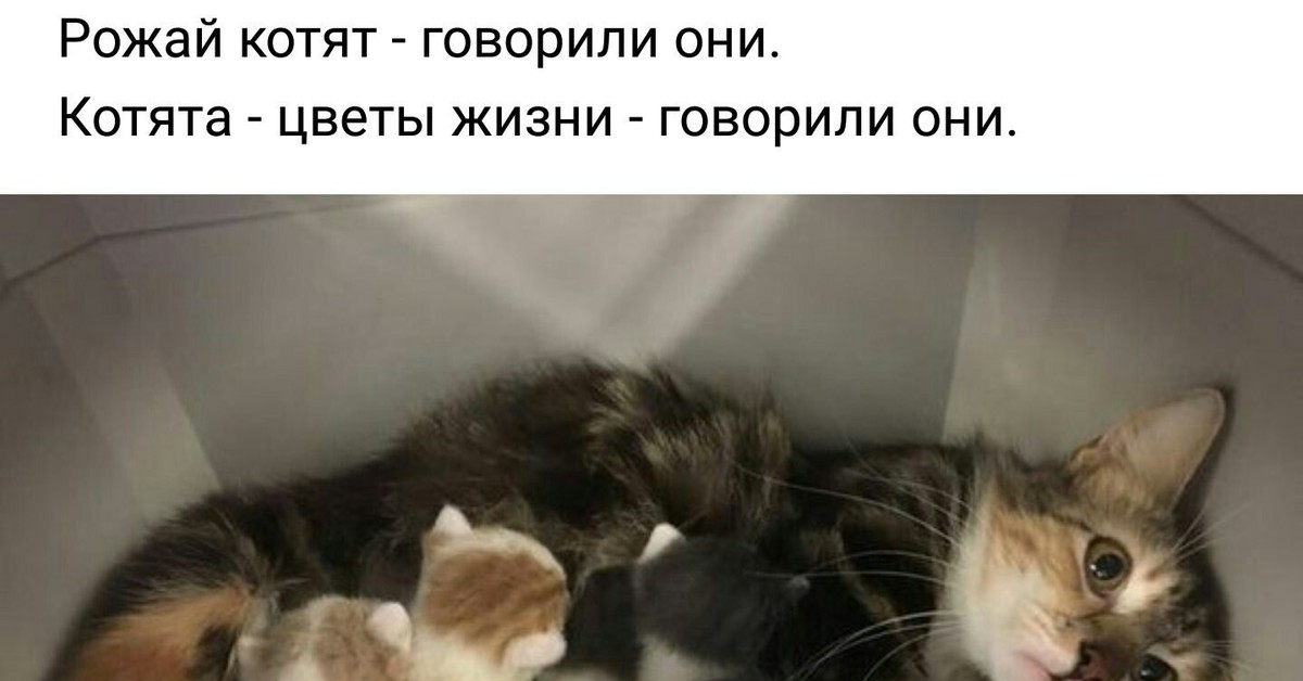 Котенок сказал. Рожай котят говорили они котята цветы жизни говорили они. Кошка родила котят Мем. Мемы котиков рожают.