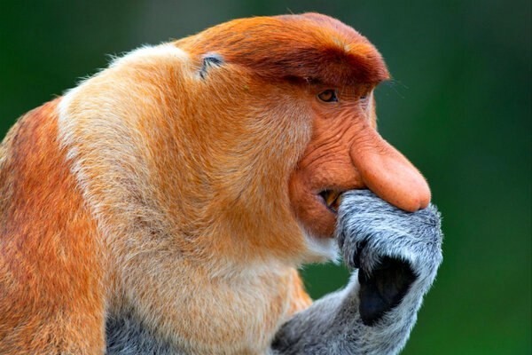 Кахау – обезьяна с неприлично большим носом | Пикабу