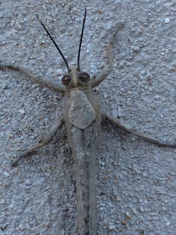 An unknown insect was photographed on the wall of a house in Aktau - Insects, Entomology, Who is this?