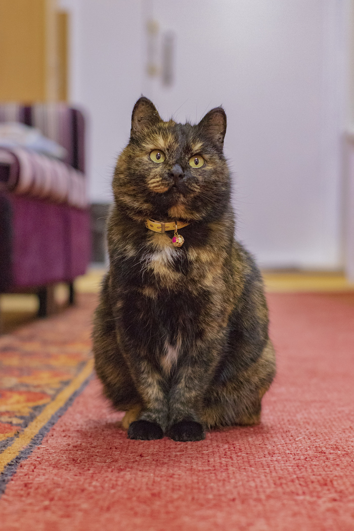 museum kitty - My, cat, The photo, beauty, Canon