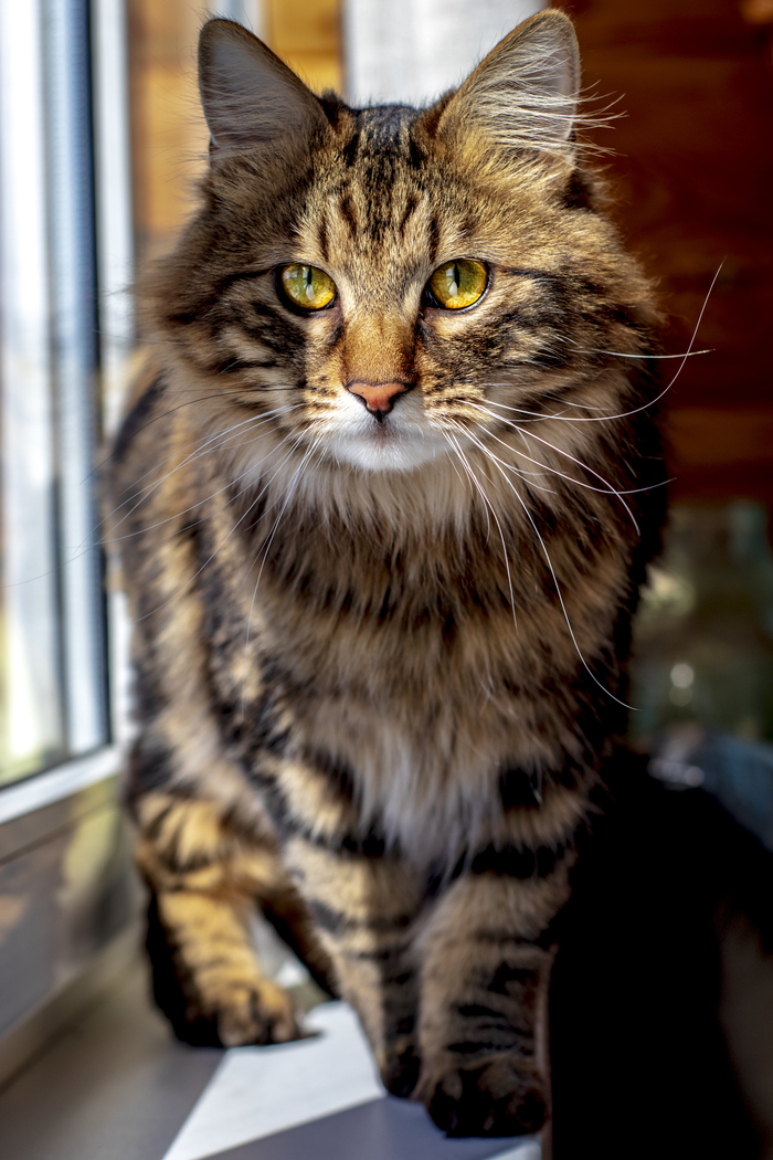 bird hunter - My, cat, The photo, beauty, Animals, Impudent muzzle, Impudence