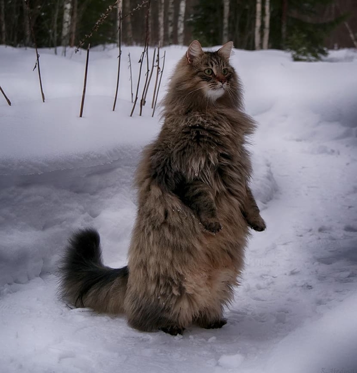 Mighty. Fluffy. epic - Animals, Norwegian Forest Cat, cat, Snow, Catomafia