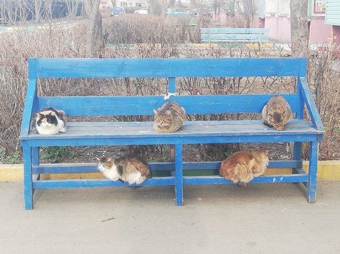 Spring is waiting - My, cat, Benches