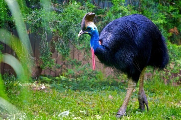 Cassowary is the most dangerous and unpredictable bird on the planet - My, Birds, Animals, Fauna, In the animal world, Nature, Video, Longpost