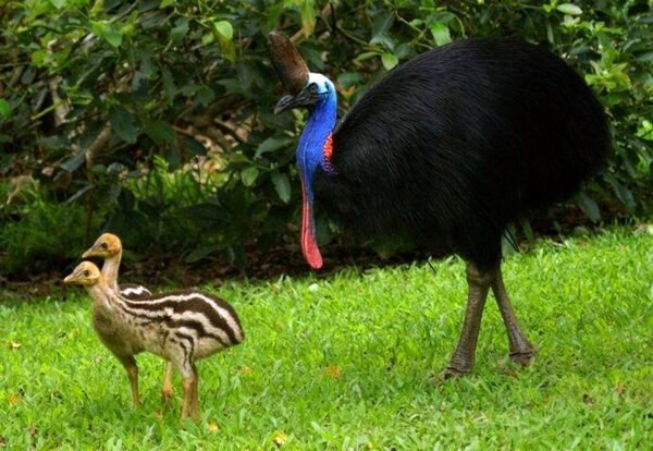 Cassowary is the most dangerous and unpredictable bird on the planet - My, Birds, Animals, Fauna, In the animal world, Nature, Video, Longpost