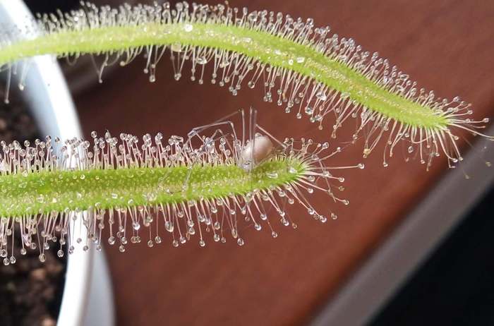 spider roll - My, Carnivorous plants, Longpost, Exotic, Insectivores, Sundew, Spider, Feeding