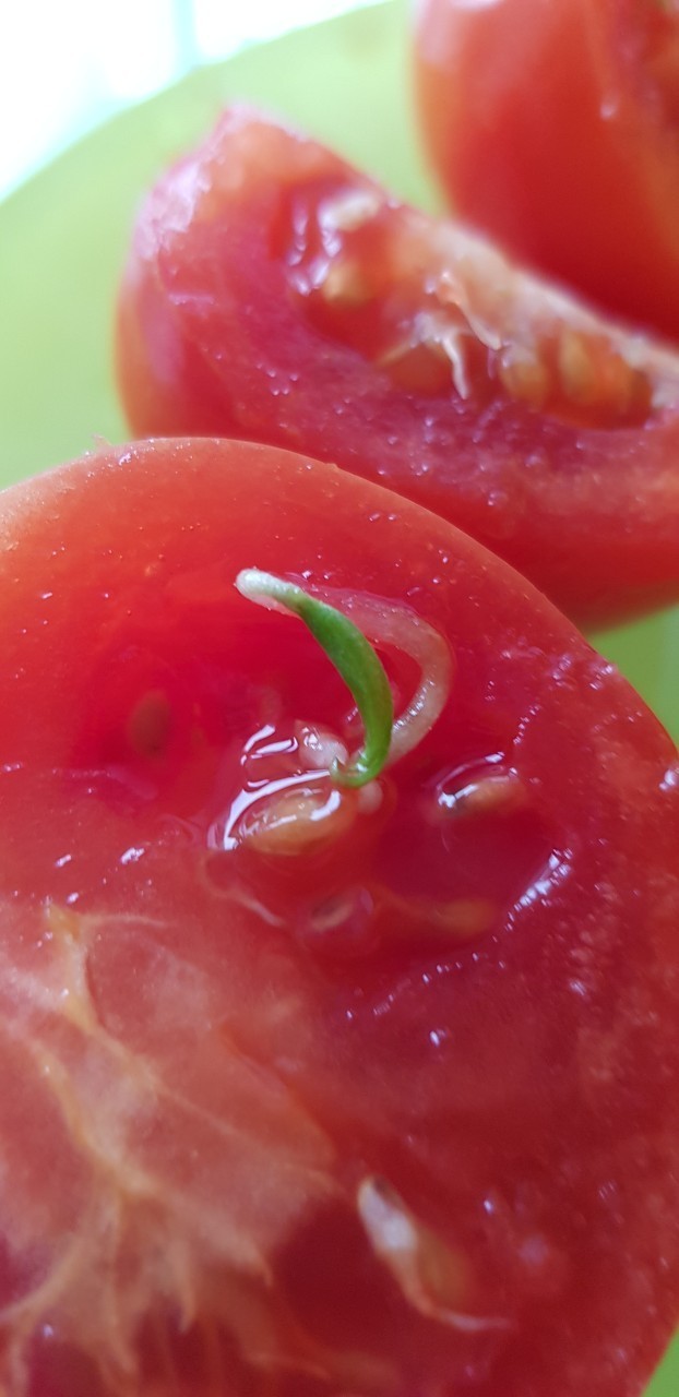 Here we ate... - My, Tomatoes, Sprout