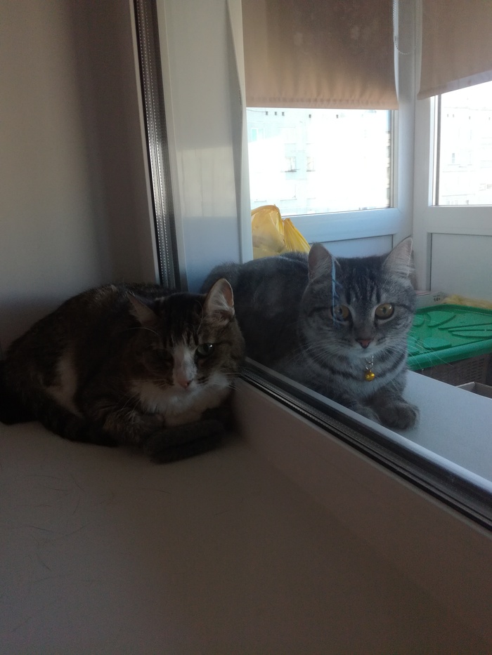Behind the glass - My, cat, cat house, Friends, Balcony