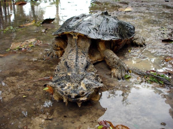 Matamata - fringed glutton - My, Nature, Animals, Matamata, Turtle, In the animal world, Fauna, Reptiles, Video, Longpost