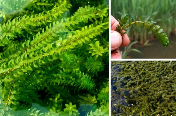 Which algae DOES NOT HAVE FISH?! (+ photo) - My, Fishing, A fish, Seaweed, Badly, , Useful, , Longpost, no fish