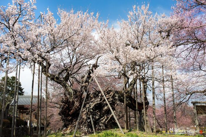 The cherry tree is about 2000 years old. - Japan, , Cherry, Sakura, Longpost