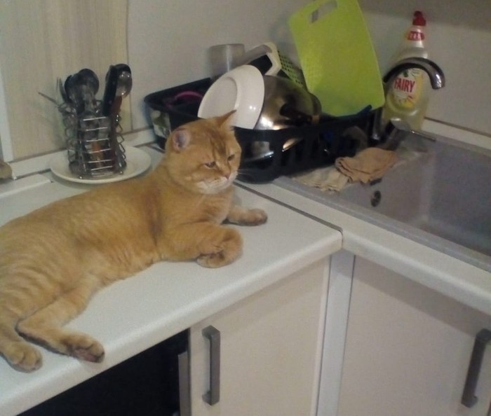 Когда котэ хочет пить... | Пикабу