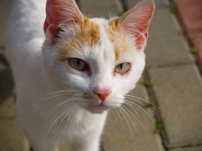 street kitties - My, The photo, Nature, Animals, cat