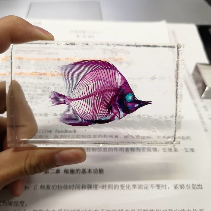 Окрашивая мертвое, или хитрое искусство диафонизации. Длиннопост, Диафонизация, Интересное, Скелет, Животные