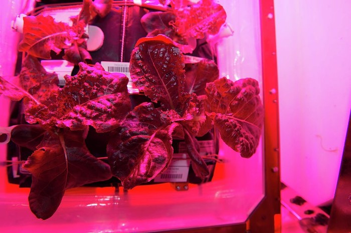 Space farmers: how and why to grow fresh vegetables in space. - ISS, Space, Colonization of Mars, Terraforming, The science, Knife media, Longpost