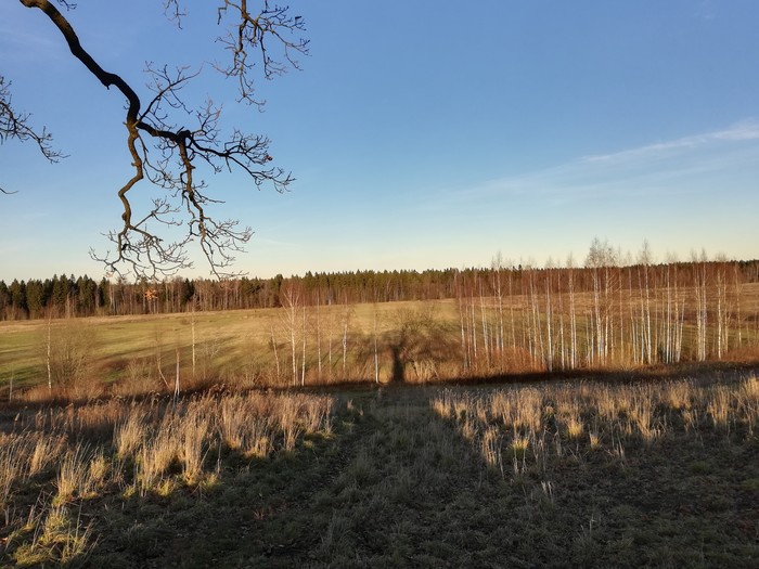 Shade of a large oak. Leningrad region. - My, Landscape, Nature, Shadow, The photo