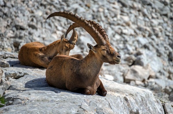 Ибексы или альпийские горные козлы - скалолазы | Пикабу
