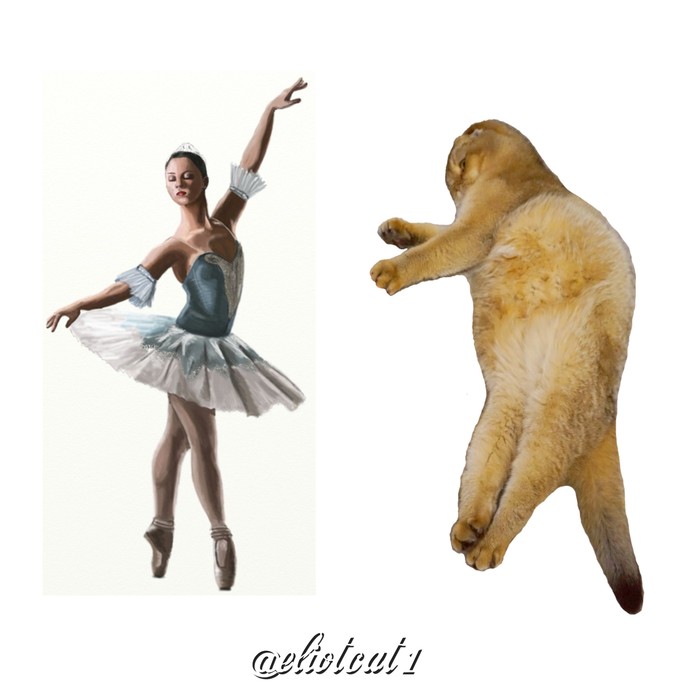 cat ballerina - cat, Prima Ballerina